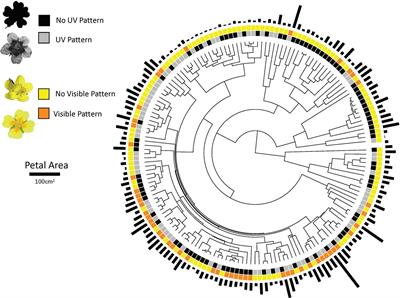 Macroevolution of Flower Color Patterning: Biased Transition Rates and Correlated Evolution with Flower Size